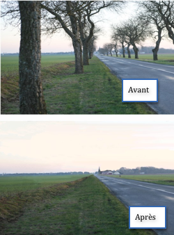 abbattage des arbres